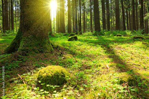 Fototapeta Naklejka Na Ścianę i Meble -  Sunlight in the green forest.