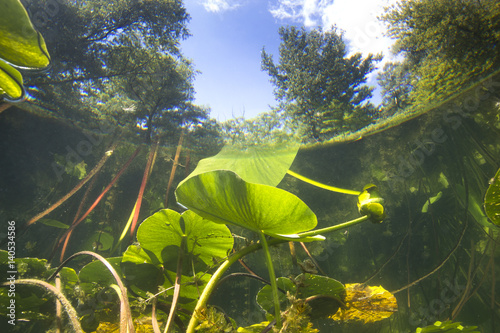 Fotografie Beautiful yellow Water lily (nuphar lutea) in the clear pound