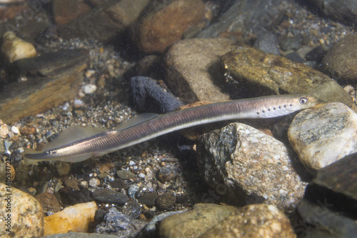 The European brook lamprey (Lampetra planeri) a frashwater species that exclusively inhabits freshwater environments. Lamprey in the clean mountain river holding gravel. Frashwater habitat.