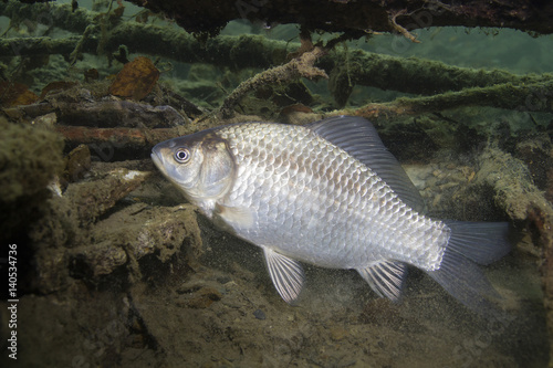 Freshwater fish Silver crucian carp (Carassius auratus) in the beautiful clean pound. Underwater shot in the lake. Wild life animal. Prussian carp in the nature habitat with nice background.