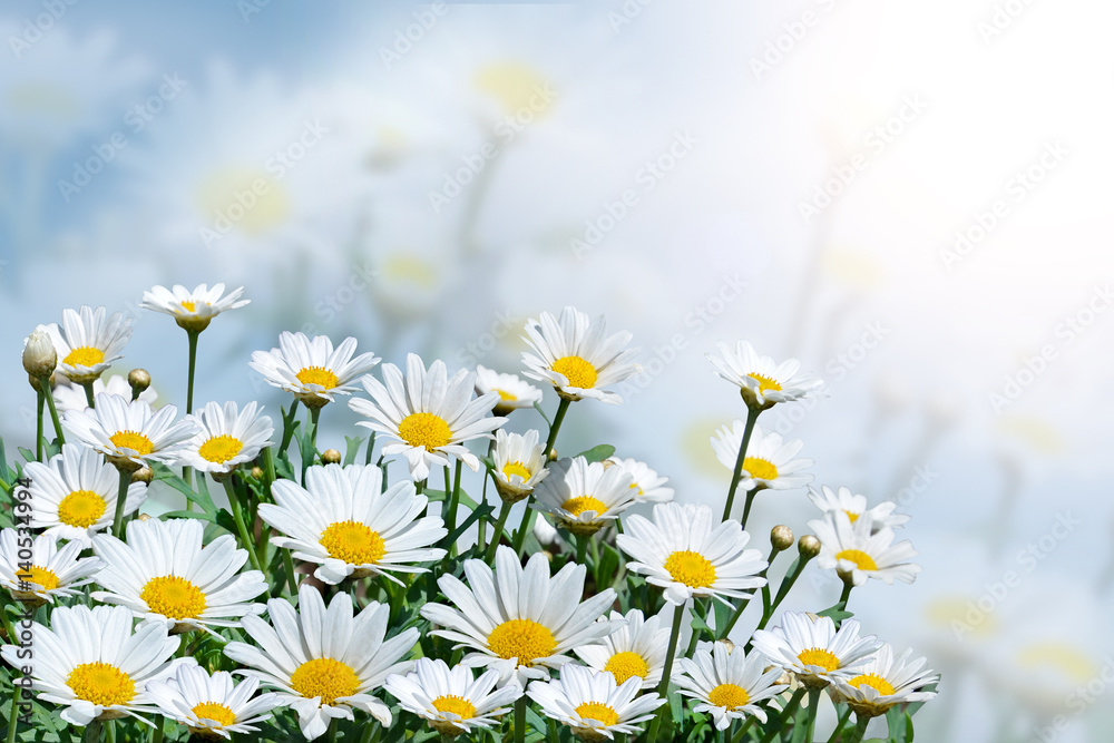Beautiful daisies on a background of blue sky.Field with blooming flowers on a Sunny day.Summer background.