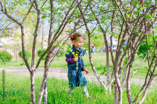 A girl in a jeans dress is walking among the flowering cherry trees. The child walks outdoors in the early spring and holds dandelions in his hands. Soft focus
