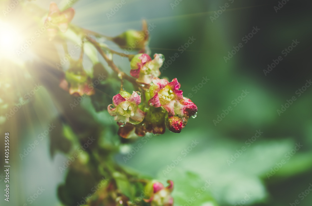 flowers black currant, spring background