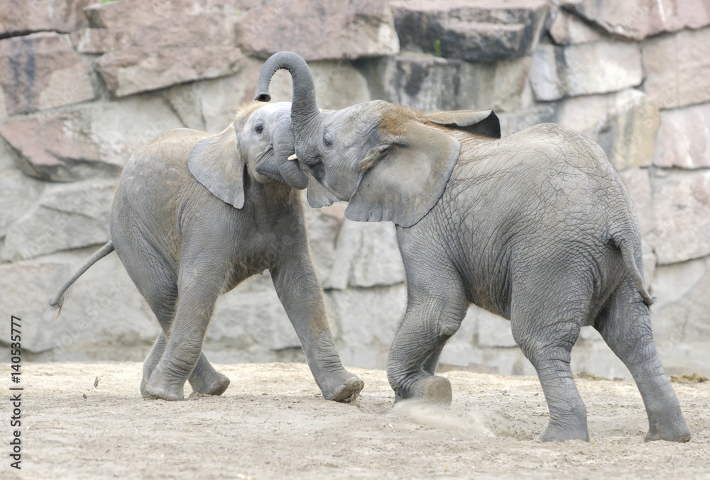 Fototapeta premium Baby elephants playing