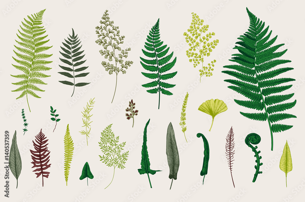 Set Ferns. Vintage vector botanical illustration. Colorful - obrazy, fototapety, plakaty 