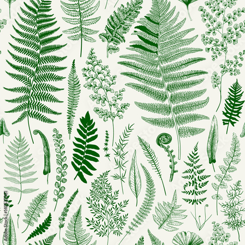 Seamless pattern. Ferns. Vintage vector botanical illustration. Green photo