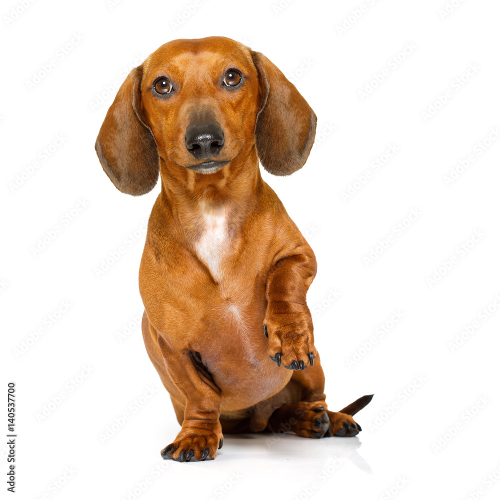 hungry sausage dachshund dog