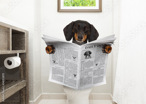 dog on toilet seat reading newspaper photo