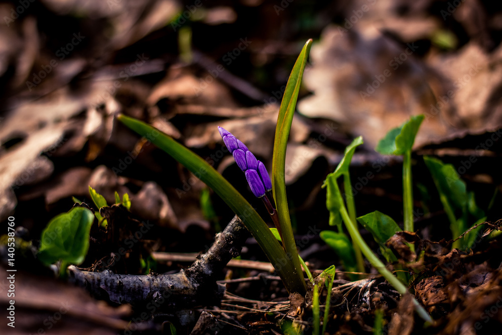 Fototapeta premium Crocus heuffelianus purple flowers, vintage photo. Spring time, primrose plants