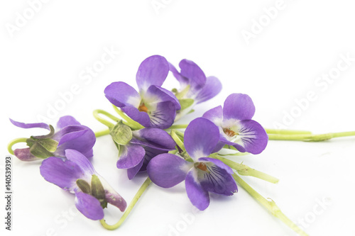 Violets  Viola Odorata
