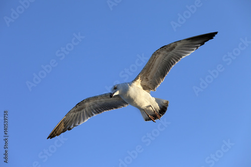Flying seagull at blue clear sky