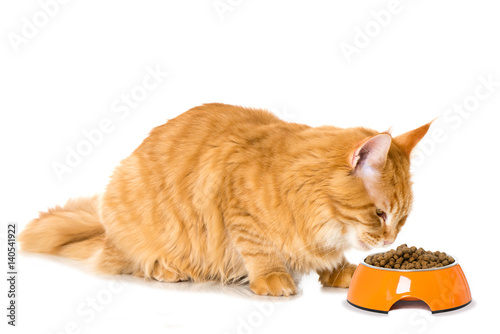 Fototapeta Naklejka Na Ścianę i Meble -  Katze frisst Trockenfutter