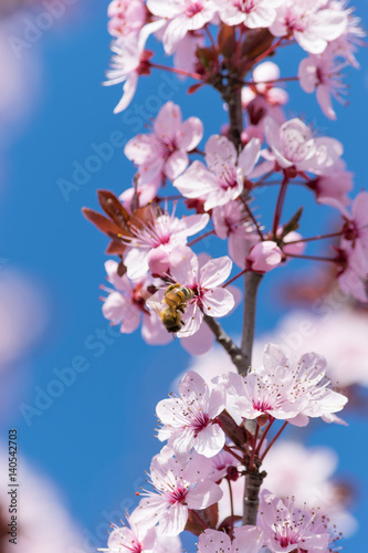 Rami di alberi fioriti popolati da api