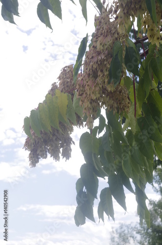 Tree of heaven branch on sky background