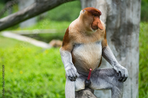 Male proboscis monkey with legs spread sitting on a log, Borneo