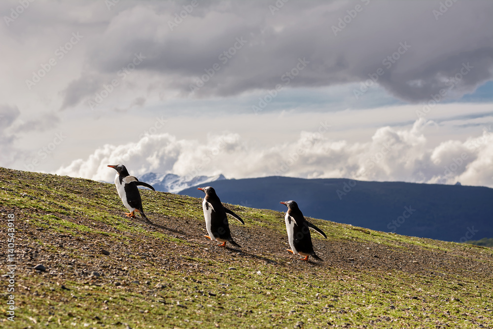 Obraz premium Three Papua penguin walking on hill