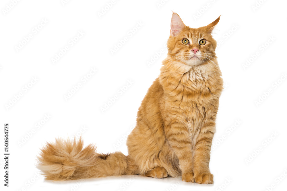 Mürrische Katze Mürrische Katze