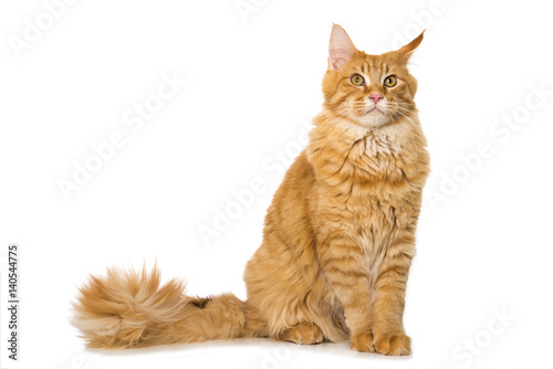 Fototapeta Naklejka Na Ścianę i Meble -  Mürrische Katze
