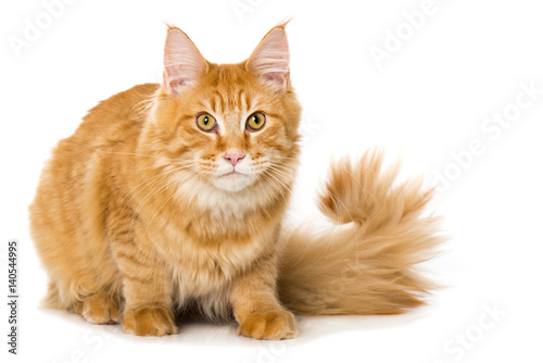 Maine Coon