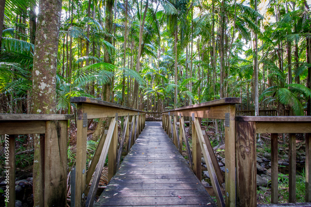 Obraz premium Rain forest