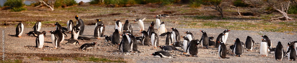 Naklejka premium King and Papua penguin colony seaside