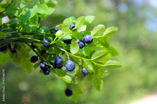 Billede på lærred branches with bilberry in the forest