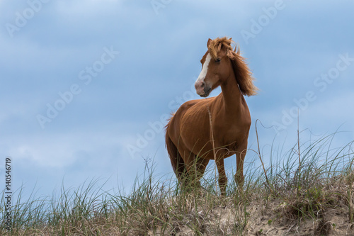 Wild hosre, majestic beauty photo