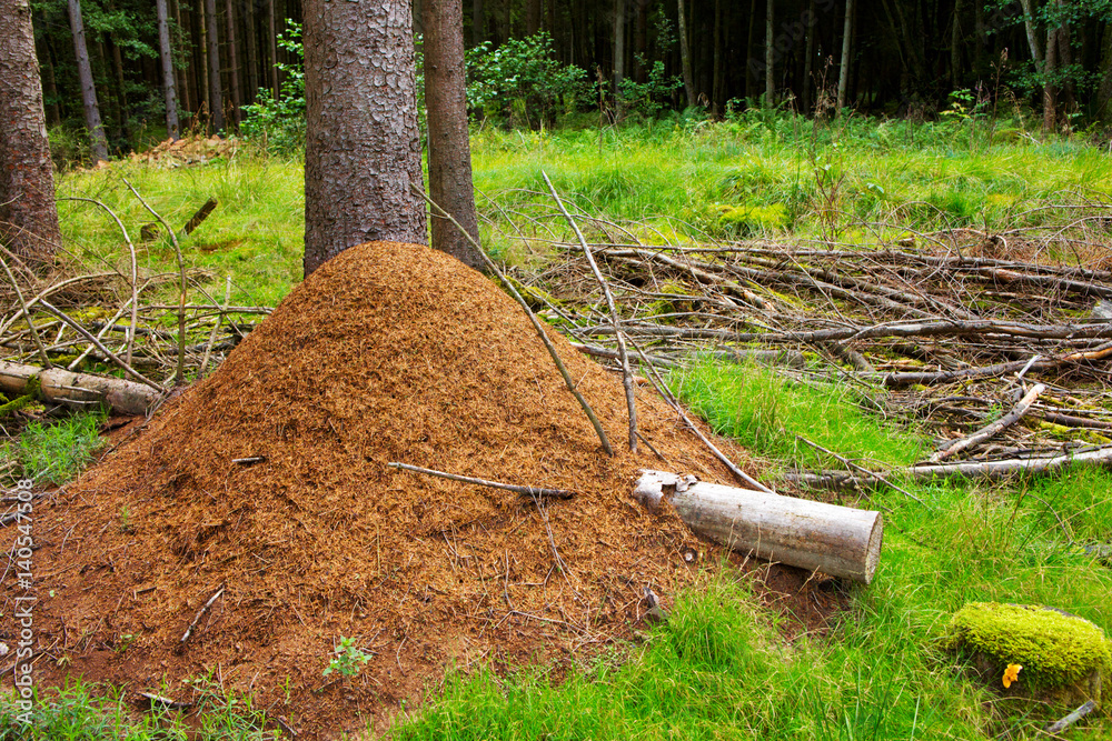 Fototapeta premium Ant hill in european forest.