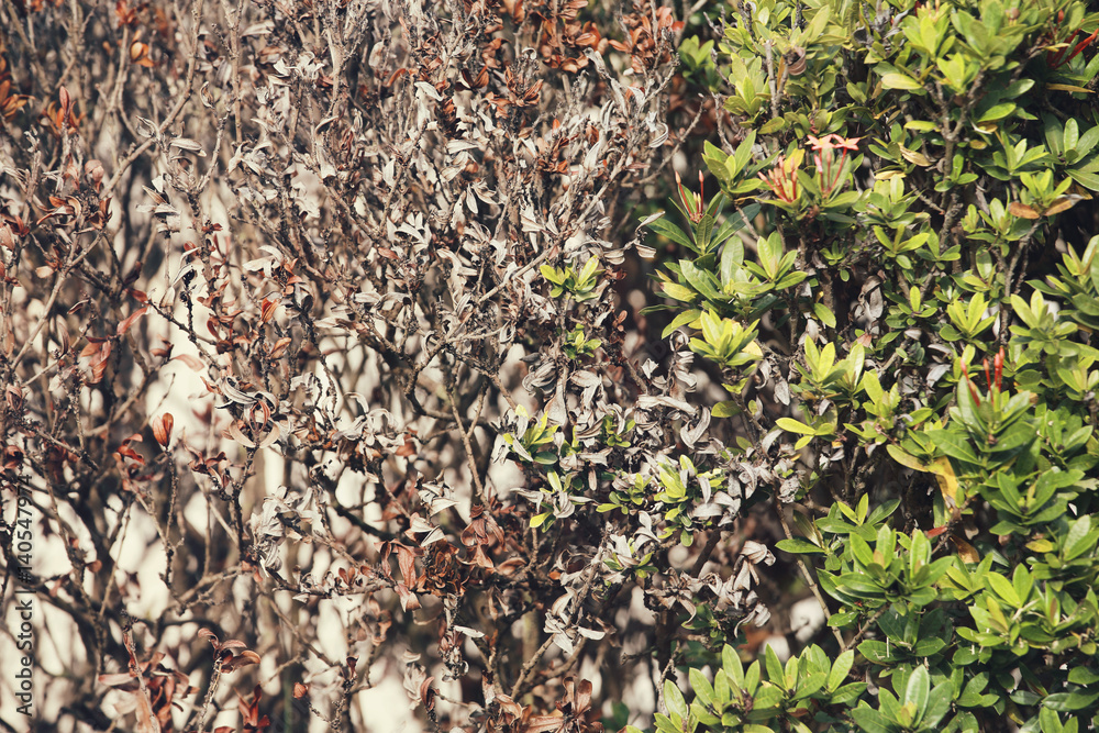 Bare branches and green leaves of Rubiaceae for opposites concept, yin yang, contrasts background. Bare branches and green leaves of Rubiaceae for opposites concept, yin yang, contrasts background.