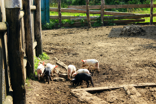 piglets run jolly on the farm
