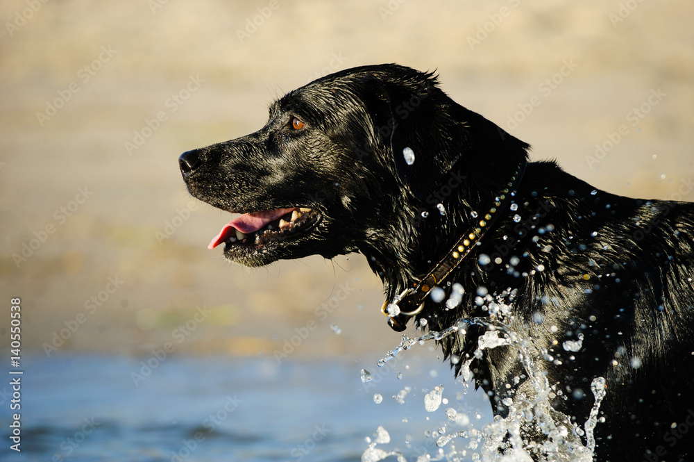 Black Labrador Retriever, splashing through water