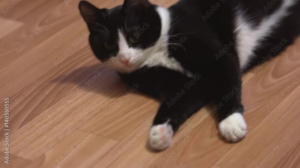 Funny cat resting after play. Lying on its back its legs in the air ...