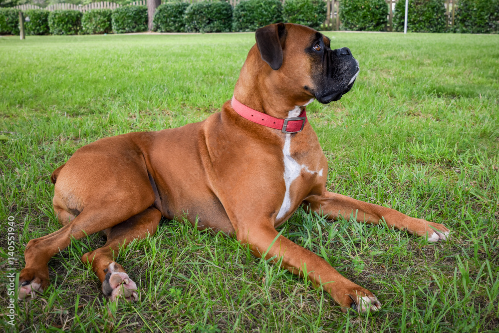 Pet Boxer Lying In The Grass