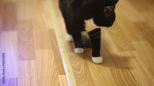 hilarious cat plays with a mouse. Shooting with a shallow depth of field. Funny cat