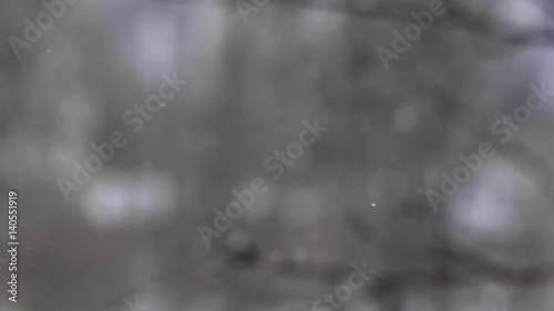A branch of rowan on a blurred background in the snow.