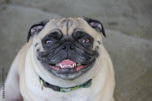 Pug