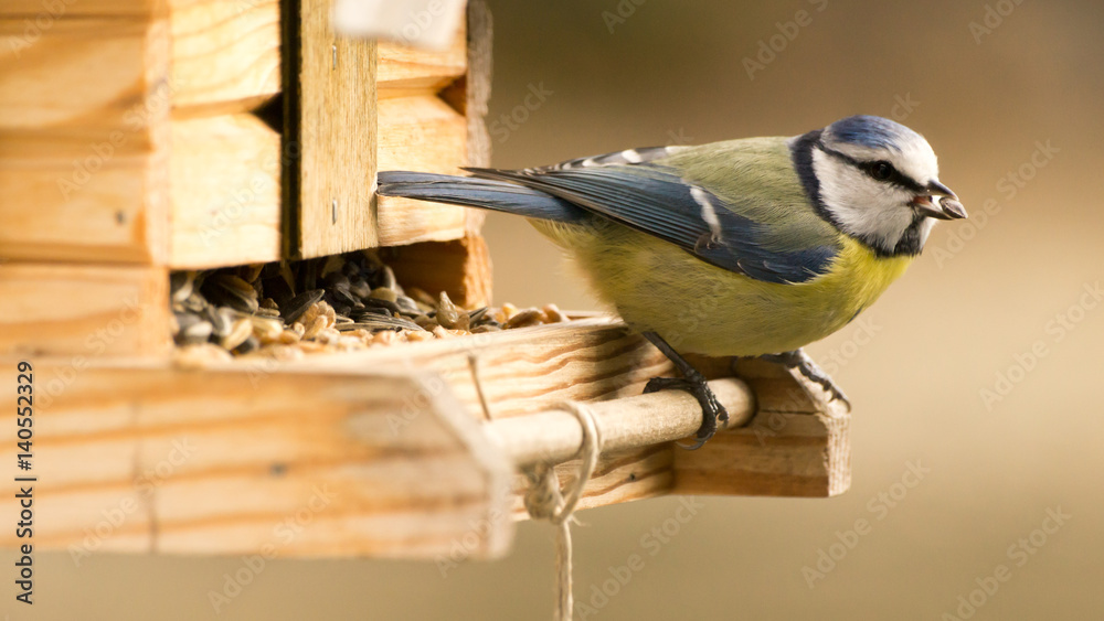 Obraz premium Blaumeise