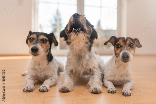 Fototapeta Naklejka Na Ścianę i Meble -  drei Hunde machen Platz in der Wohnung und einer tanzt aus der Reihe,