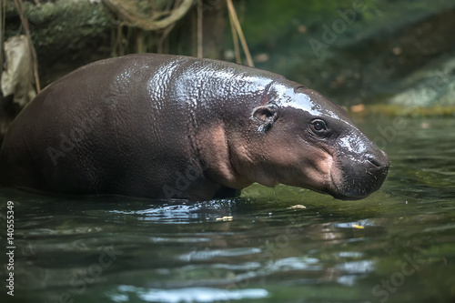 Baby hippopotamus in water