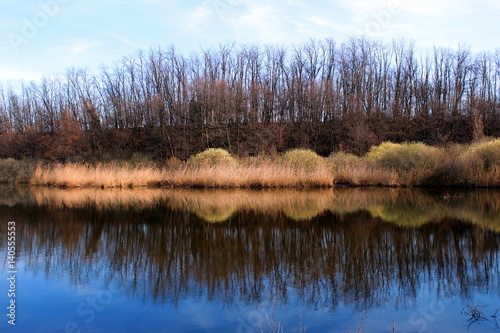 Bare trees reflecting in a pond in spring