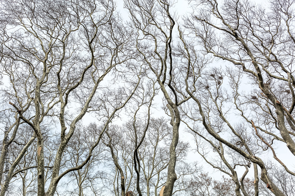 Leafless trees on sky background Leafless trees on sky background