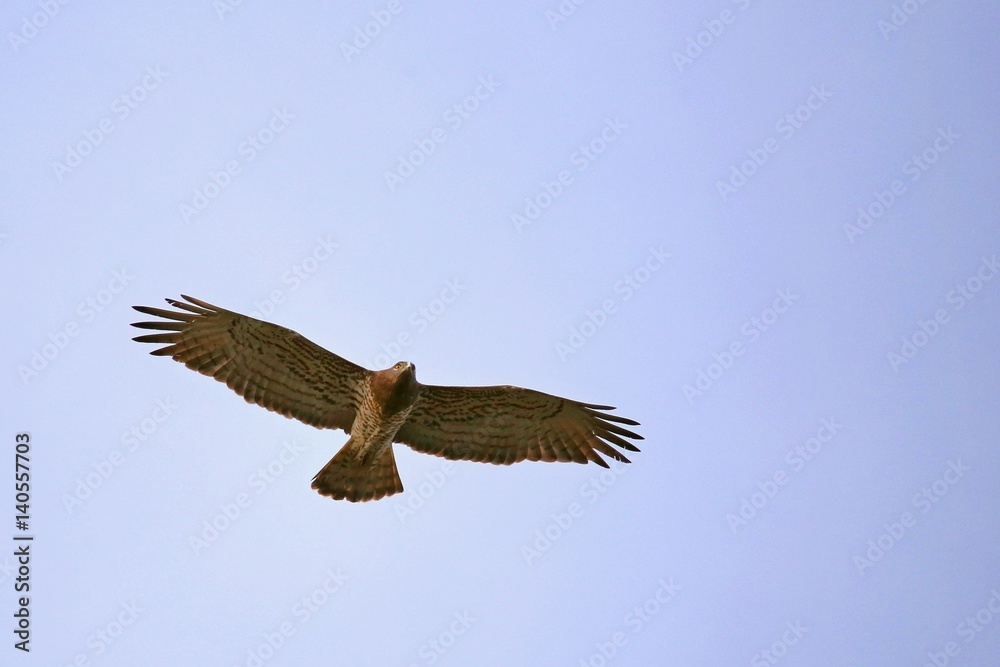 Obraz premium Migrazione bianconi al Curlo, Arenzano 2017