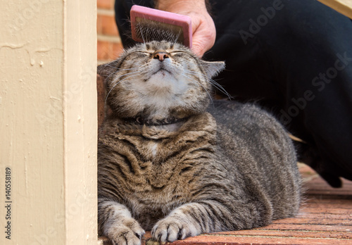 Fotografi Brushing the Cat