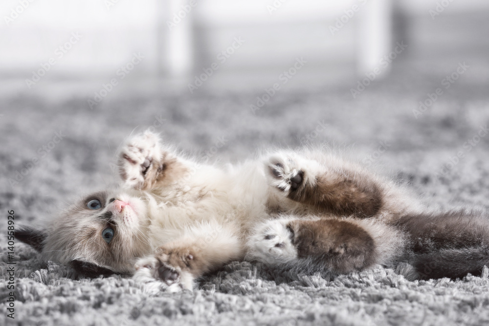 Cute little kitten on carpet at home, closeup Cute little kitten on carpet at home, closeup