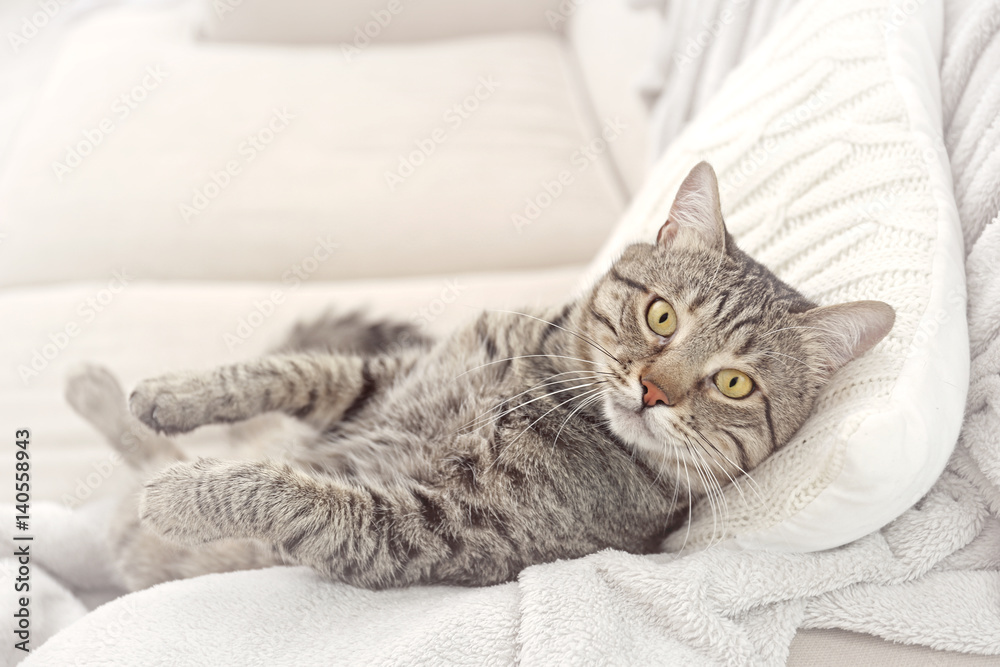 Grey tabby cat lying on knitted cushion and plaid Grey tabby cat lying on knitted cushion and plaid