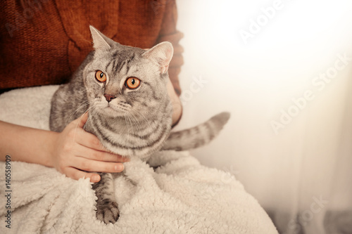 Fototapeta Naklejka Na Ścianę i Meble -  Woman holding lovely grey cat, close up