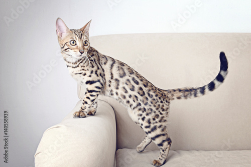 Fototapeta Naklejka Na Ścianę i Meble -  Beautiful Bengal kitten on sofa in room