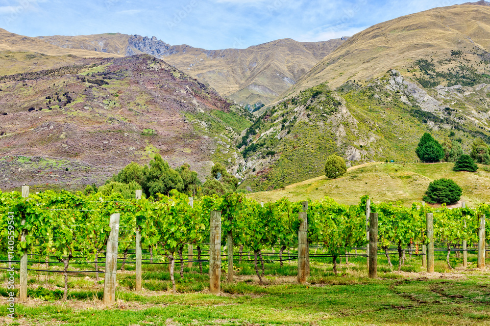 Vineyard under barren hills near Wanaka on the South Island of New Zealand