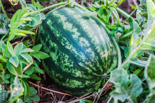 Watermelon on the ground