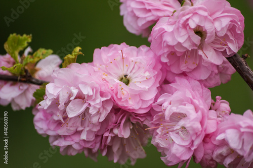 Chinese cherry blossom in spring